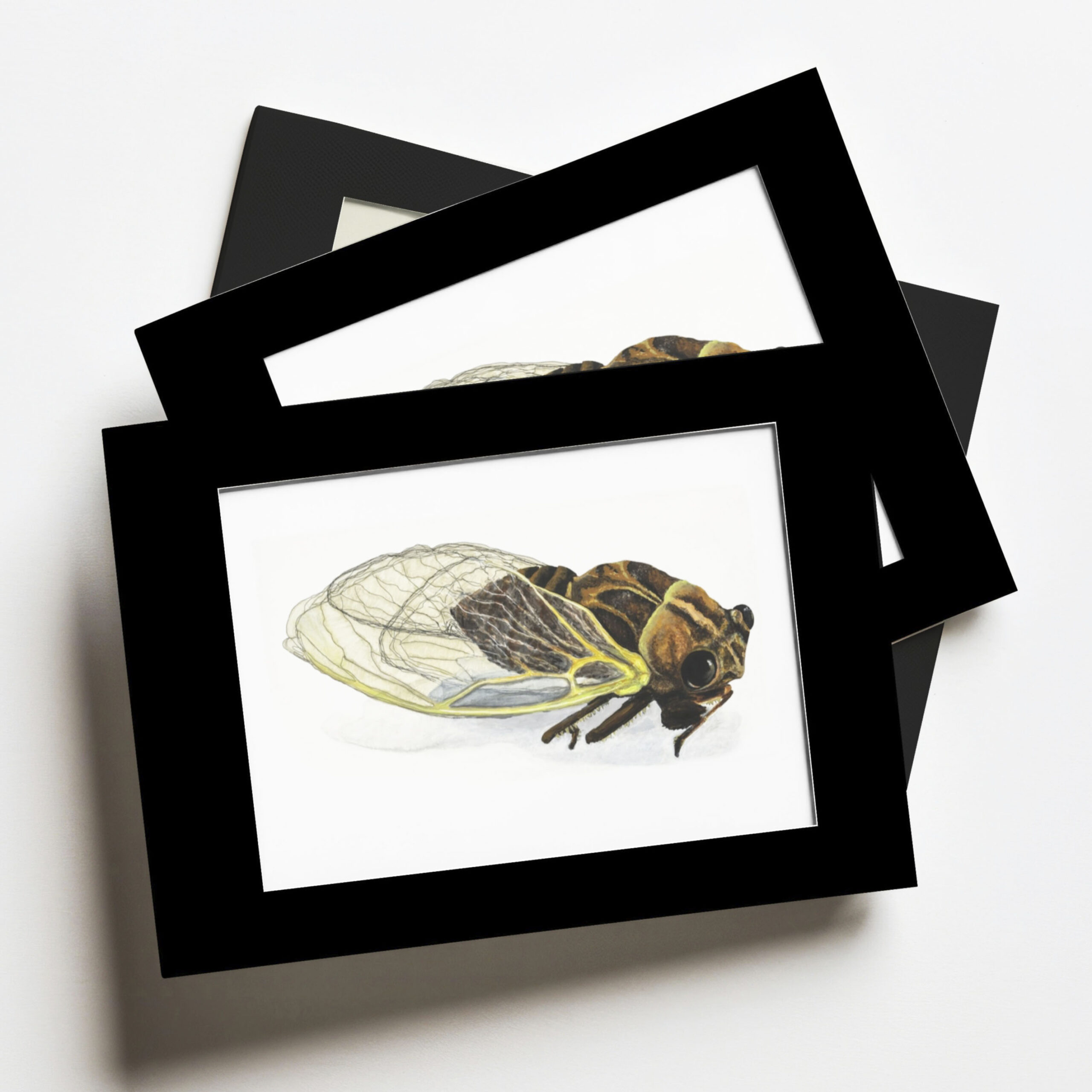Cicada